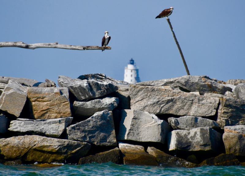 You can find osprey, gulls, pelicans, cormorants and sometimes seals along the breakwaters. The area around the breakwaters is also a favorite feeding ground for dolphins.